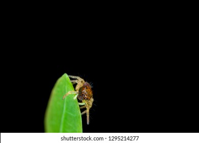 Beautiful Colourful Small Jumping Spider On Stock Photo Edit Now