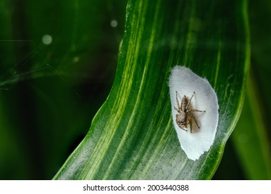 Cute Baby Jumping Spider Relaxing On His Bed