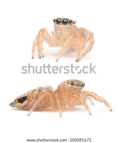 Cute Baby Jumping Spider Thailand On Stock Photo Edit Now