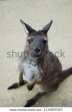 Cute Baby Kangaroo Stock Photo Edit Now 1116859367 Shutterstock