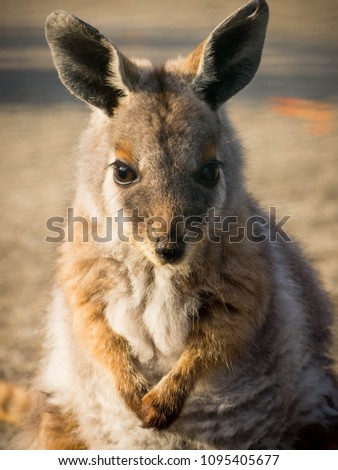 Cute Baby Kangaroo Poses Photo Shoot Stock Photo Edit Now