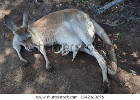 Cute Baby Kangaroo Sleeping On Her Stock Photo Edit Now 1042363096