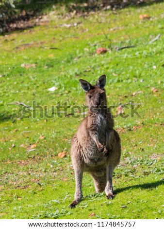 Cute Baby Kangaroo Western Australia Stock Photo Edit Now