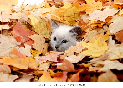 Cute Baby Kitten Hiding In A Pile Of Fall Leaves