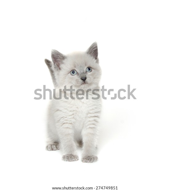 Cute Baby Kitten Light Fur Gray Stock Photo Edit Now 274749851