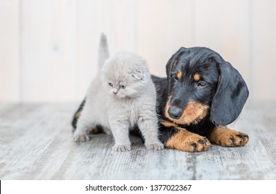 Puppy And Kitten High Res Stock Images Shutterstock