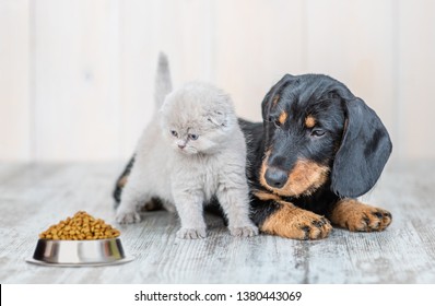 Cute Baby Kitten Sitting With Dachshund Puppy On The Floor At Home And Looking At A Bowl Of Dry Food