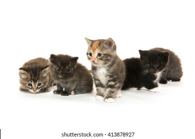 Two Cute Baby Kittens On White Stock Photo Edit Now 256897759