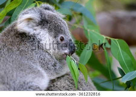 Cute Baby Koala Bear Eating Eucalyptus Stock Photo Edit Now