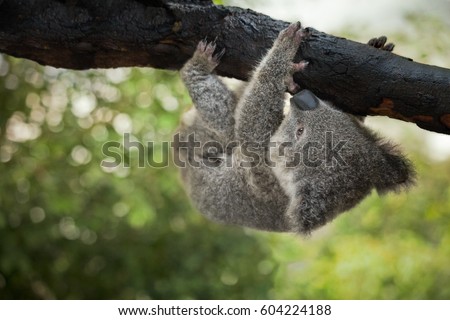 Cute Baby Koala Bear Hanging Tree Stock Photo Edit Now 604224188