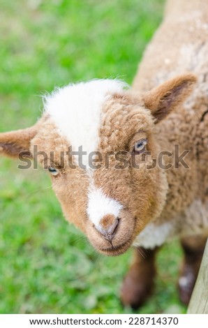 Cute Baby Lamb Farm Stock Photo Edit Now 228714370 Shutterstock