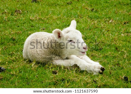 Cute Baby Lamb On Farm Stock Photo Edit Now 1121637590 Shutterstock