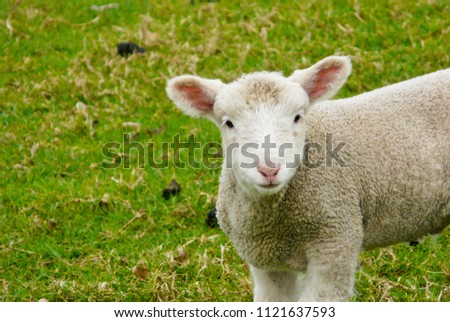 Cute Baby Lamb On Farm Stock Photo Edit Now 1121637593 Shutterstock