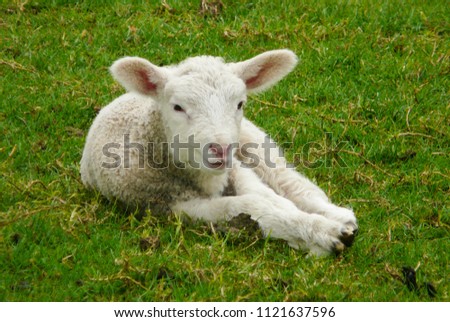 Cute Baby Lamb On Farm Stock Photo Edit Now 1121637596 Shutterstock