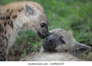Cute baby laughing hyena sniffing around, Kruger National Park, South Africa