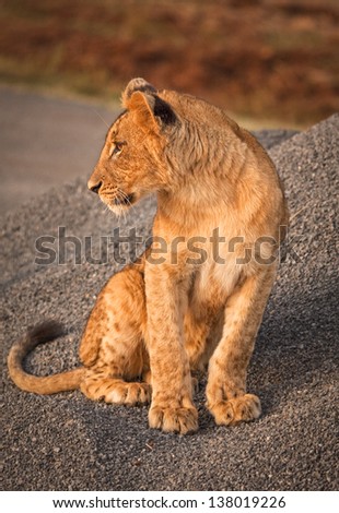 Cute Baby Lion Cub Looking Left Stock Photo Edit Now 138019226