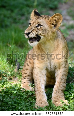 Cute Baby Lion Cub On Fields Stock Photo Edit Now 357331352