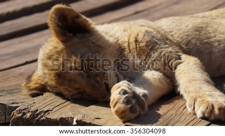 Cute Baby Lion Cub Sleeping Stock Photo Edit Now 356304098