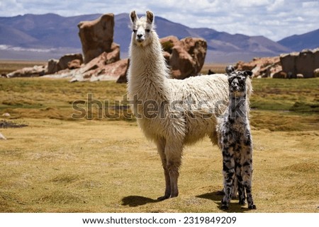 Cute baby llama and its mother, Bolivia
