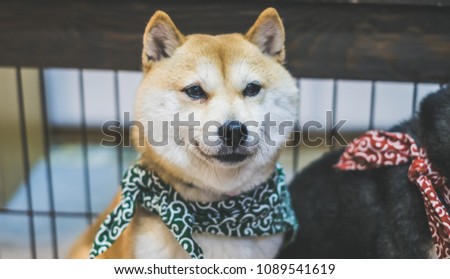 Best 50 Mame Shiba Inu Black One Piece Japan