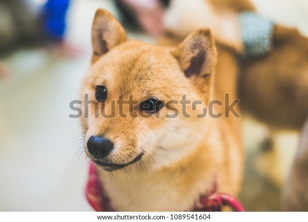 Cute Baby Mame Shiba Inu Japan Stock Photo Edit Now 1089541604