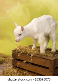 Cute Baby Milk Goat Standing On A Vintage Wooden Crate