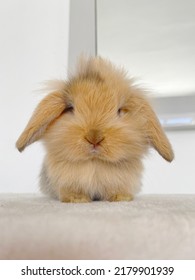 Cute Baby Mini Lop Rabbit