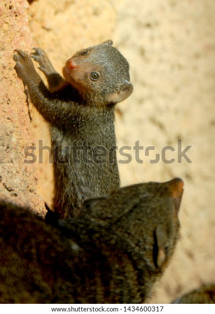 Cute Baby Mongoose Poses On Rock Stock Photo Edit Now