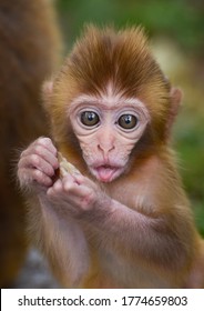 Ugly Monkeys High Res Stock Images Shutterstock