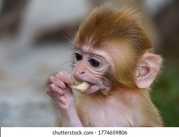 Cute Baby Monkey Eating In A Forest