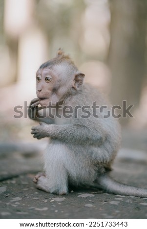 cute baby monkey eating in the monkey forest of Ubud, Bali, Indonesia.
