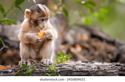 Cute baby monkey eating fruit while sitting on fallen log in the rainforest, holding the fruit with both hands.  Front to the camera but looking to the side