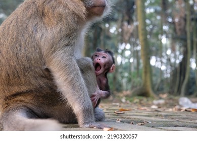 Cute Baby Monkey Face Being Held By Its Mother