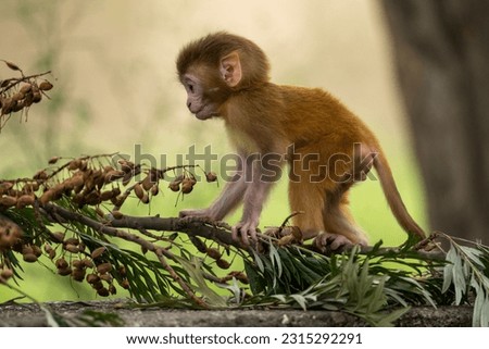 Cute baby monkey playing in Indian Forest