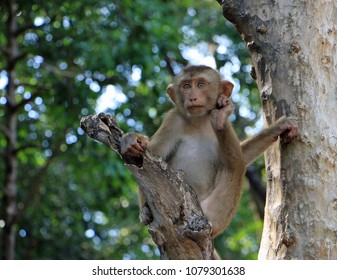A cute baby monkey playing in a tree resting his head on his foot. He has a thoughtful expression.