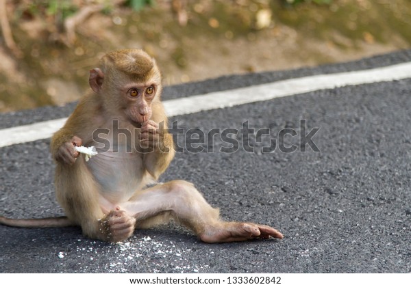 Joli Portrait De Bebe Singe Monkey Photo De Stock Modifiable Joli Portrait De Bebe Singe Monkey Photo De Stock Modifiable