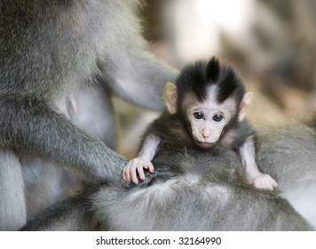 Cute Baby Monkey Ubud Bali Indonesia Stock Photo Edit Now