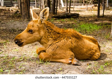 Cute Baby Moose In The Forest.