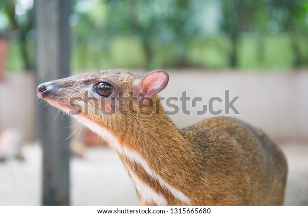 Cute Baby Mouse Deer Stock Photo Edit Now