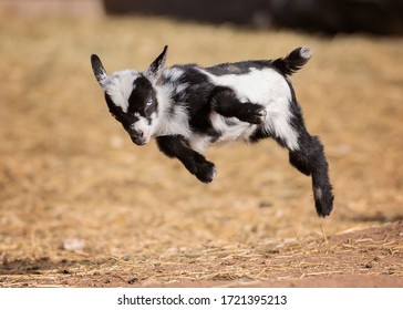 Cute Baby Nigerian Dwarf Goats