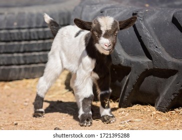 Cute Baby Nigerian Dwarf Goats