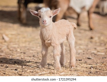 Cute Baby Nigerian Dwarf Goats