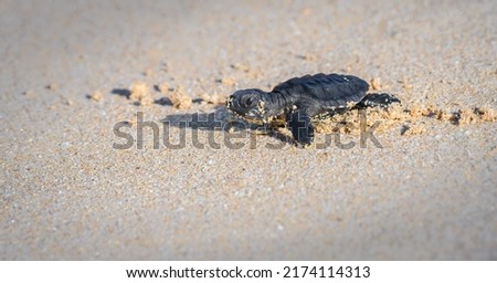 Cute baby Olive ridley sea turtle hatchling crawling towards the sea. Isolated Baby turtle on the sandy beach.