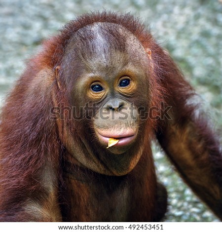 Cute Baby Orangutan Stock Photo Edit Now 492453451 Shutterstock