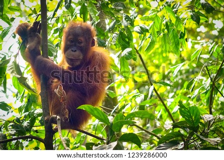 Cute Baby Orangutan Looking Me Tree Stock Photo Edit Now