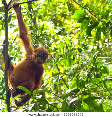 Cute Baby Orangutan On Treetop Jungle Stock Photo Edit Now