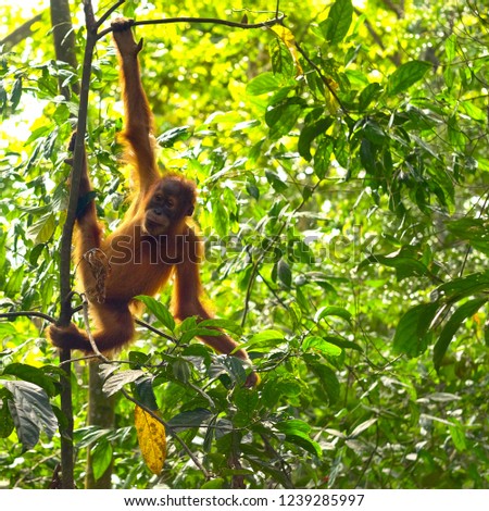 Cute Baby Orangutan Wild On Treetop Stock Photo Edit Now