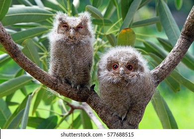Cute Baby Owl On Branch Stock Photo Edit Now 707275972 Shutterstock