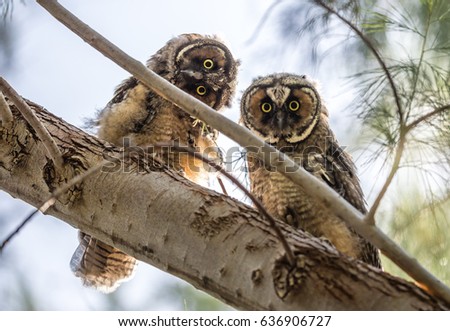 Cute Baby Owls Stock Photo Edit Now 636906727 Shutterstock