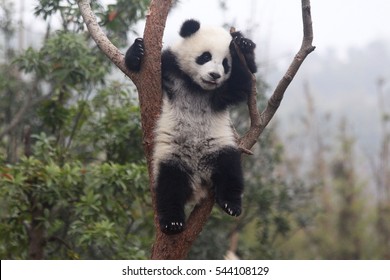 Cute Baby Panda